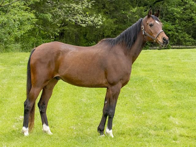 Last week's pet, still available: Cade